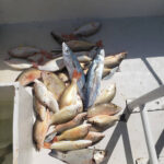 Reef Fishing - Rogel Adventures