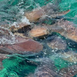 Shark Ray Alley - Caye Caulker Day Trip - Rogel Adventures